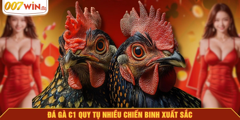 Đá gà C1 quy tụ nhiều chiến binh xuất sắc Đá gà C1 quy tụ nhiều chiến binh xuất sắc