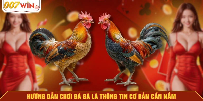 Hướng dẫn chơi đá gà là thông tin cơ bản cần nắm Hướng dẫn chơi đá gà là thông tin cơ bản cần nắm