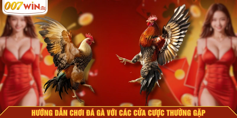 Hướng dẫn chơi đá gà với các cửa cược thường gặp Hướng dẫn chơi đá gà với các cửa cược thường gặp